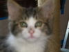 Stuart