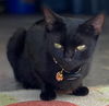 Smudgie the Stray