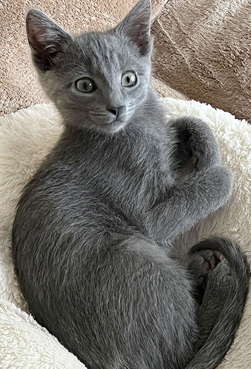 Gray kittens near store me