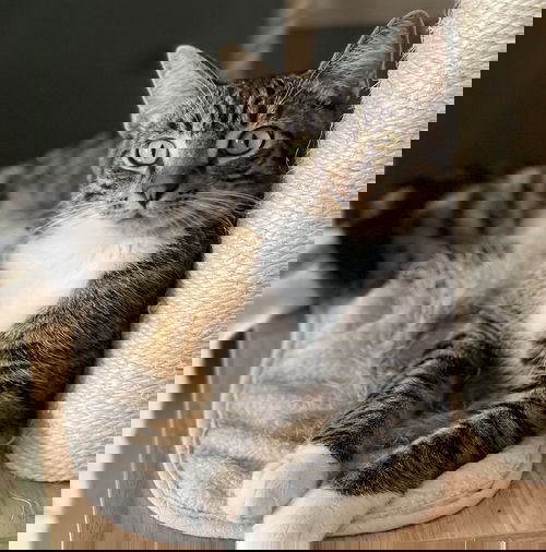 Luciano