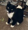Ivy