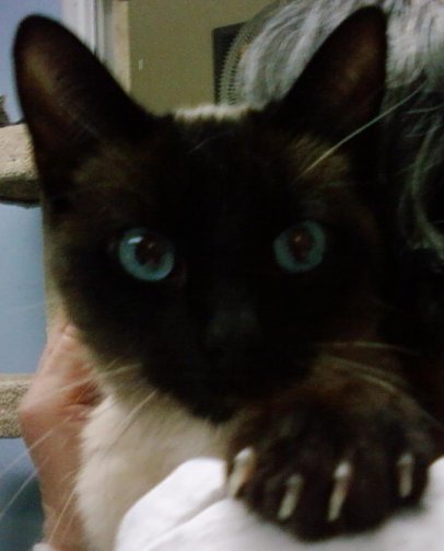 Rocket