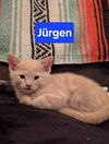 Jurgen