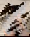 Domino