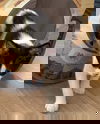 Domino