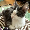 Otto