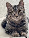 Oliver