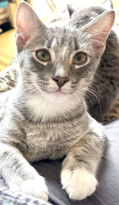 Valentino