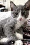 Earl Grey