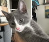 Earl Grey