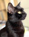 Pantera