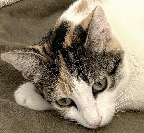 Callie, an adoptable Domestic Short Hair in Oxnard, CA