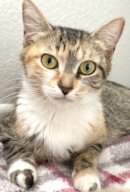 Alexa, an adoptable Domestic Short Hair in Oxnard, CA
