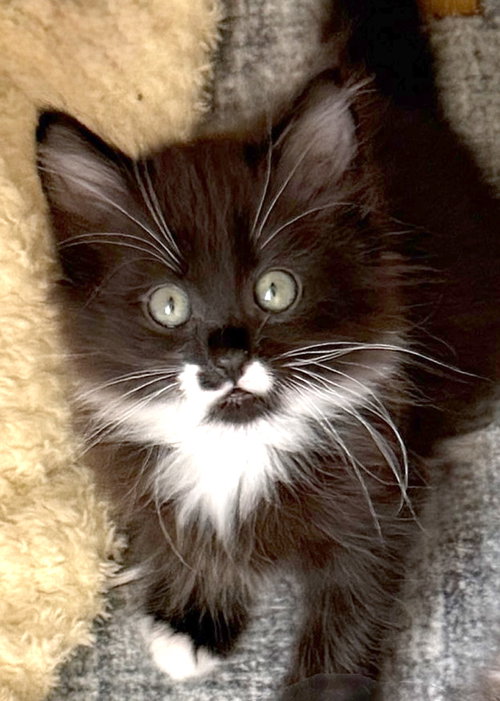 Freddie, Baby Domestic Long Hair / Mixed (long coat), cat for adoption in San Buenaventura (Ventura), California