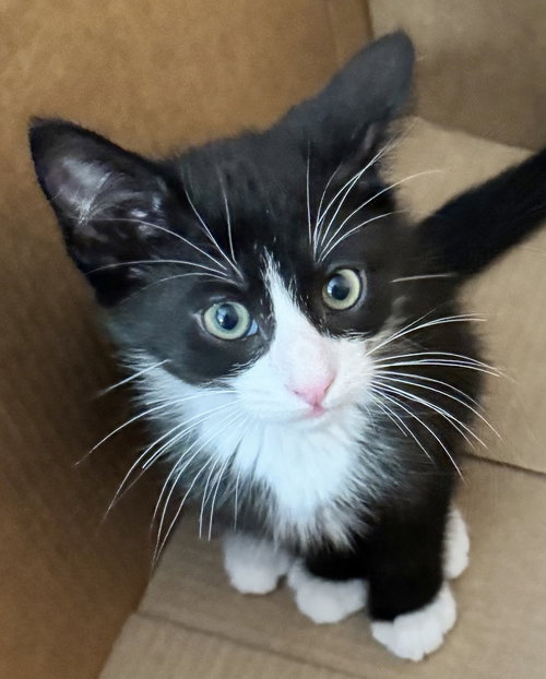 Eddie, an adoptable Domestic Short Hair in Oxnard, CA