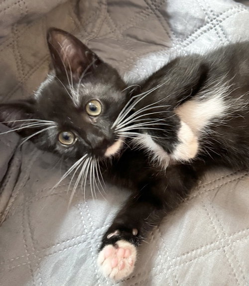 Axl, an adoptable Domestic Short Hair in Oxnard, CA