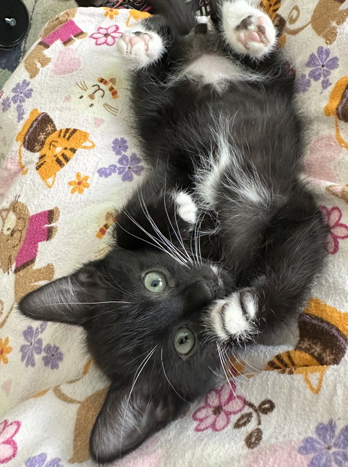 Slash, an adoptable Domestic Short Hair in Oxnard, CA