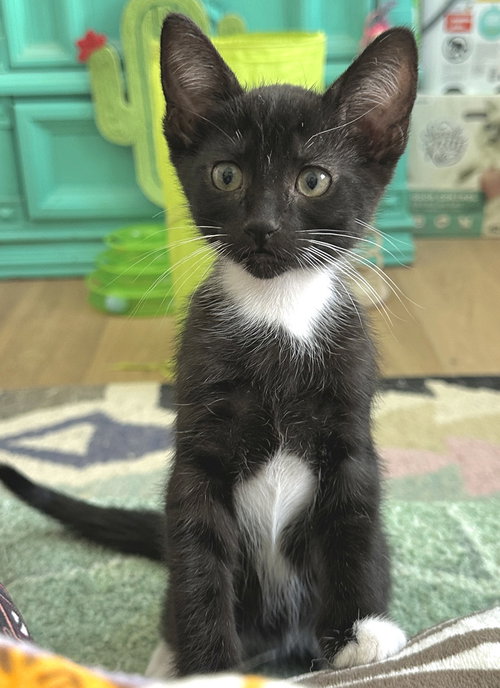 Zeppelin, an adoptable Domestic Short Hair in Oxnard, CA