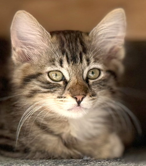Stevie, an adoptable Domestic Long Hair in Oxnard, CA