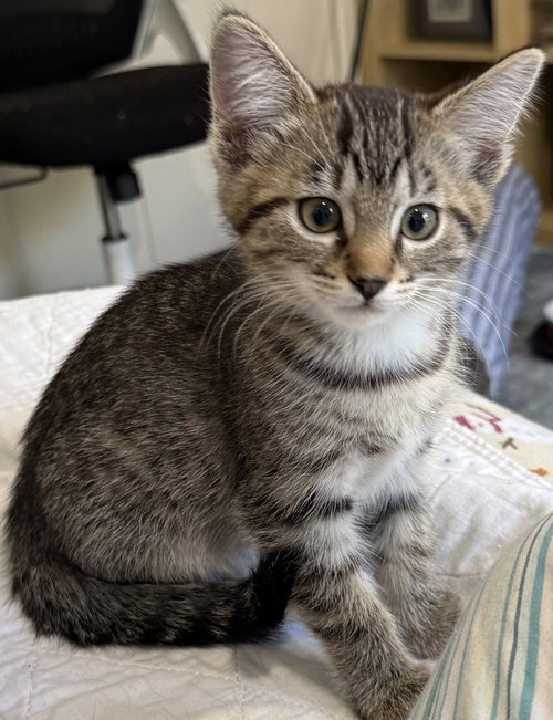 Chrissie, Baby Domestic Short Hair / Mixed (short coat), cat for adoption in San Buenaventura (Ventura), California