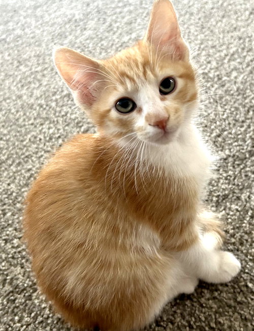 Blaze, Baby Domestic Short Hair / Mixed (short coat), cat for adoption in San Buenaventura (Ventura), California