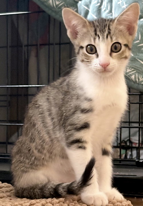 Chip, Baby Domestic Short Hair / Mixed (short coat), cat for adoption in San Buenaventura (Ventura), California