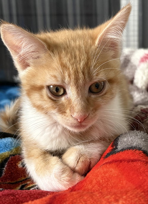 Lucy, Baby Domestic Short Hair / Mixed (short coat), cat for adoption in San Buenaventura (Ventura), California