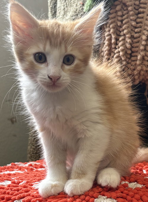 Precious, an adoptable Domestic Medium Hair in Oxnard, CA
