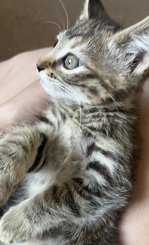 Mary, Baby Domestic Medium Hair / Mixed (medium coat), cat for adoption in San Buenaventura (Ventura), California
