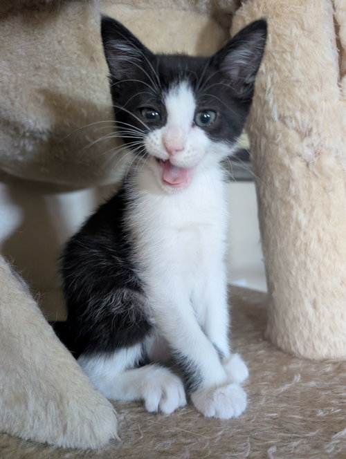 Pepper, Baby Domestic Short Hair (short coat), cat for adoption in San Buenaventura (Ventura), California
