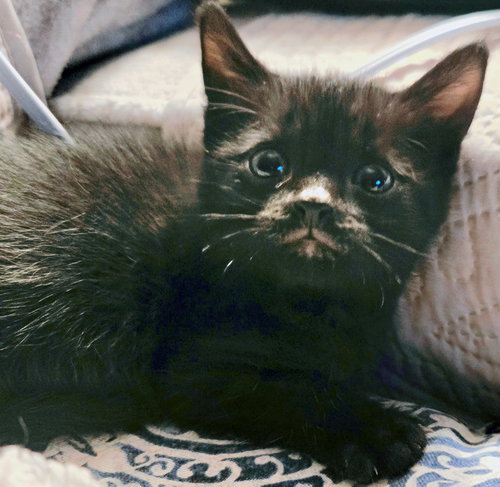 Percy, Baby Domestic Medium Hair / Mixed (medium coat), cat for adoption in San Buenaventura (Ventura), California