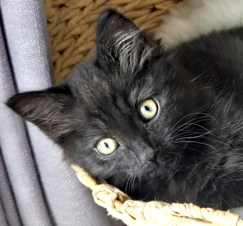 Presley, Baby Domestic Medium Hair / Mixed (medium coat), cat for adoption in San Buenaventura (Ventura), California