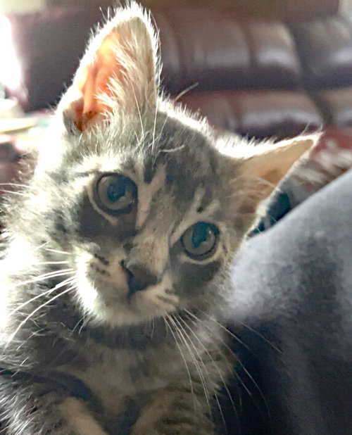 Michael Myers, Baby Domestic Short Hair / Mixed (short coat), cat for adoption in Santa Barbara, California
