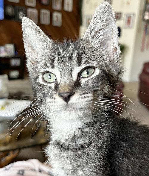 Freddy Kruger, Baby Domestic Short Hair / Mixed (short coat), cat for adoption in Santa Barbara, California