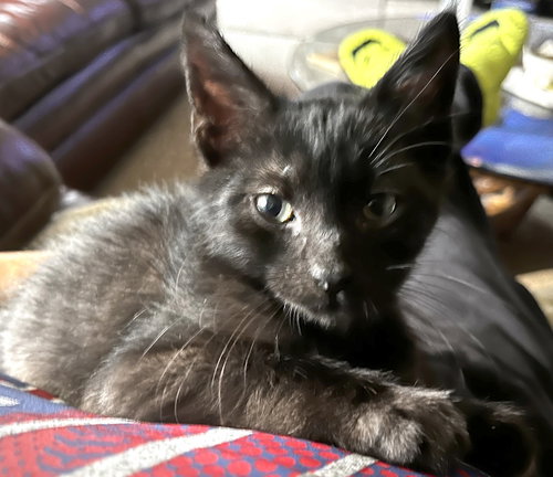 Jason, Baby Domestic Short Hair / Mixed (short coat), cat for adoption in Santa Barbara, California