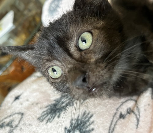 Werewolf, Baby Domestic Short Hair / Mixed (short coat), cat for adoption in Santa Barbara, California