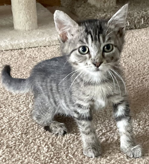 Annabell, Baby Domestic Short Hair / Mixed (short coat), cat for adoption in Santa Barbara, California