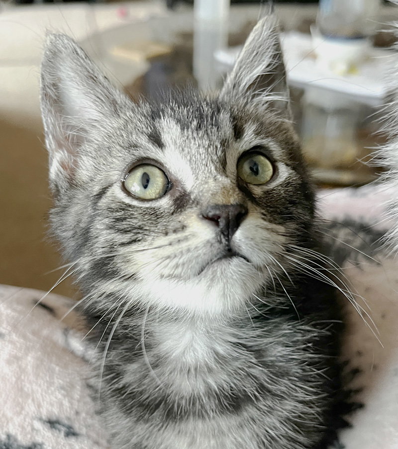 Lumpy, Domestic Short Hair