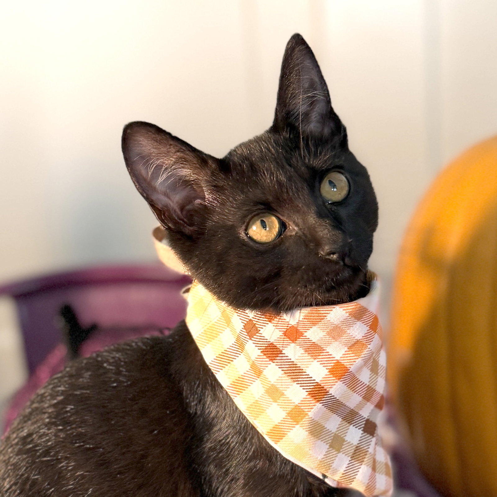Brave One, Domestic Short Hair