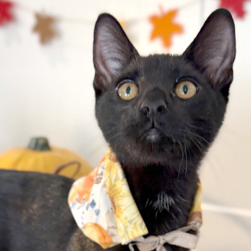 Second Son, a cat for adoption from Cats Cradle Rescue