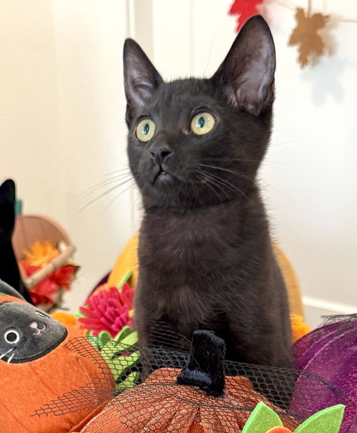 Shy Guy, a cat for adoption from Cats Cradle Rescue