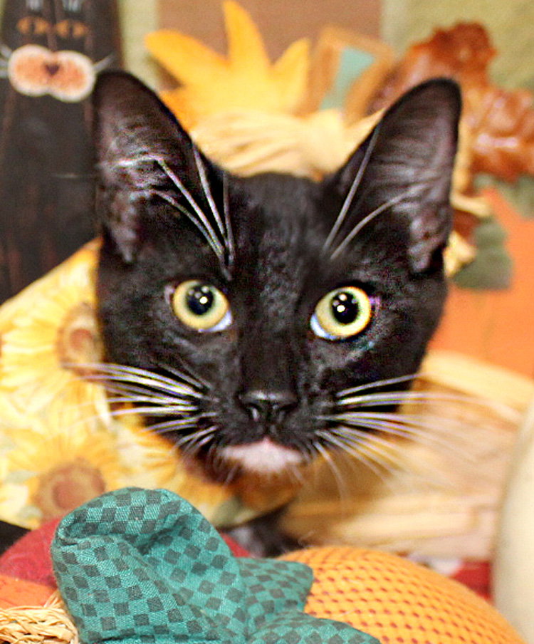 Cupcake, Domestic Short Hair