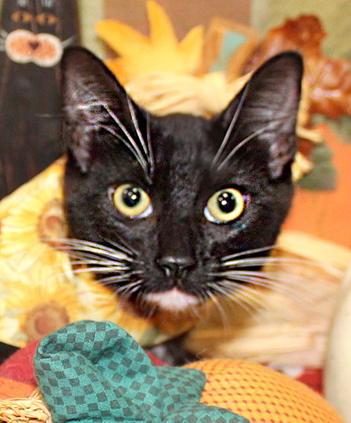Cupcake, a cat for adoption from Cats Cradle Rescue