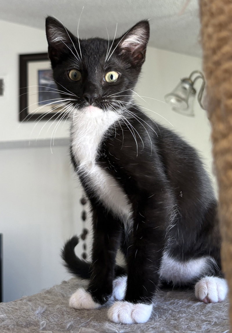 Zinger, Domestic Short Hair