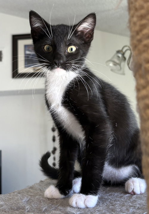Zinger, a cat for adoption from Cats Cradle Rescue