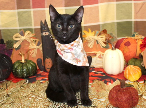 Miles, a cat for adoption from Cats Cradle Rescue