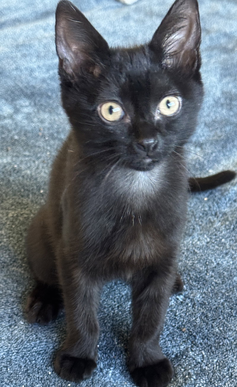 Tootie, Domestic Short Hair