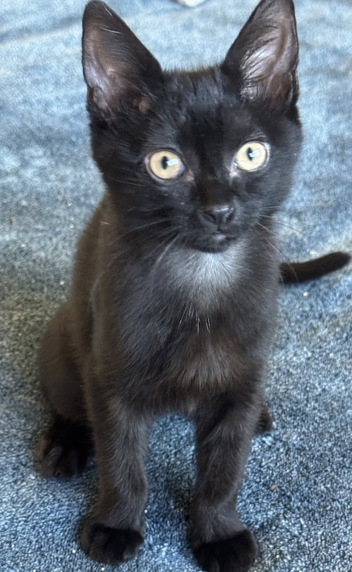 Tootie, a cat for adoption from Cats Cradle Rescue