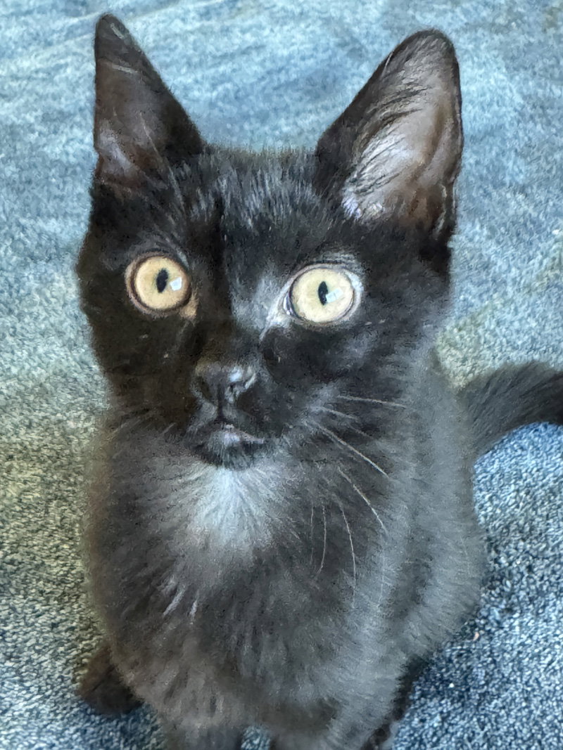 Tootie, photo 2