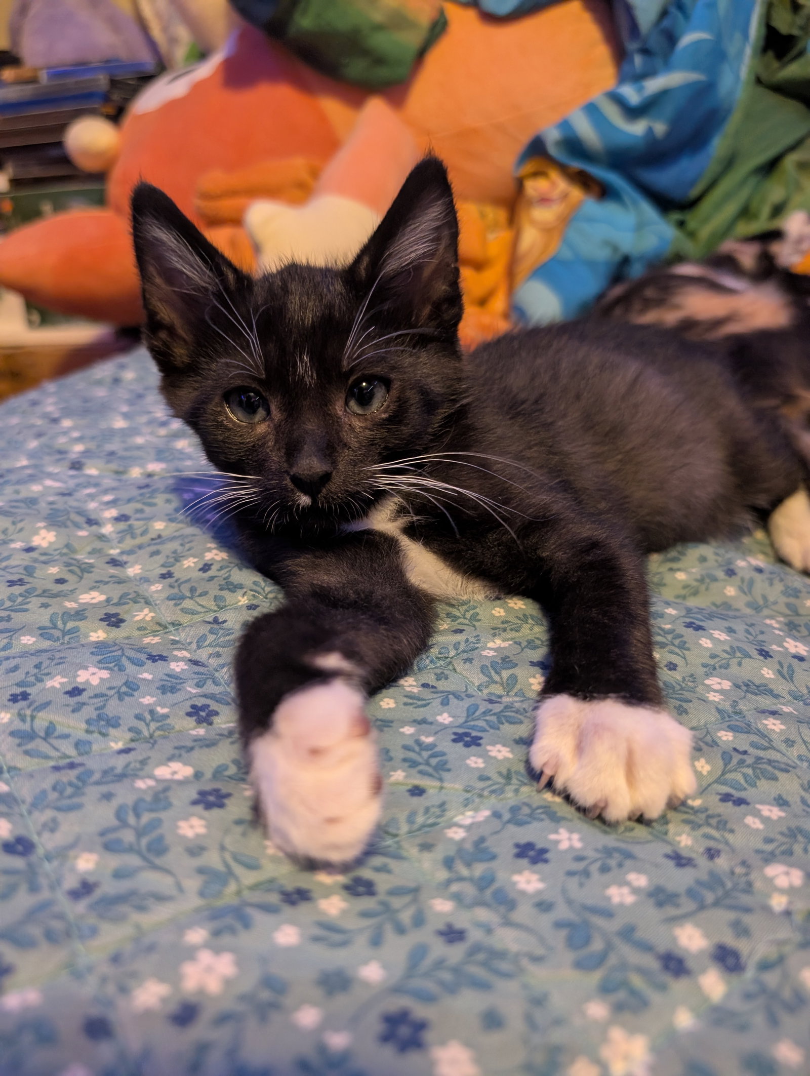 Timmy, Domestic Short Hair
